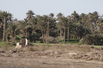 A close-up of Palm trees