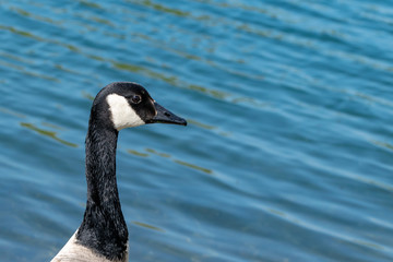 Close up side portrait of a Canada Goose by still calm water