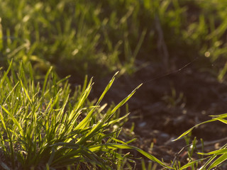 Grass in rays of the setting sun