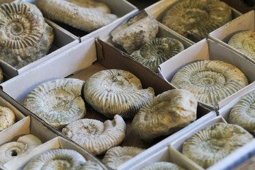 ammonites fossil collection texture