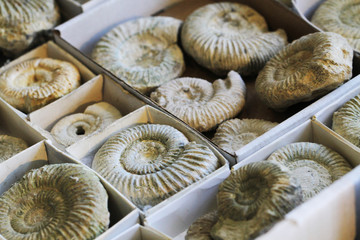 ammonites fossil collection texture