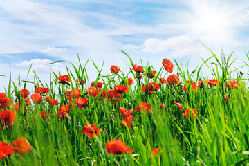 Field with the blossoming poppies and the blue sky with white clouds