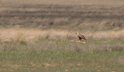 Steppe eagle sits on the ground amidst dry grass