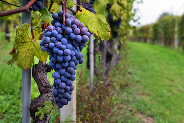 Vine and bunch of black grapes in a field.