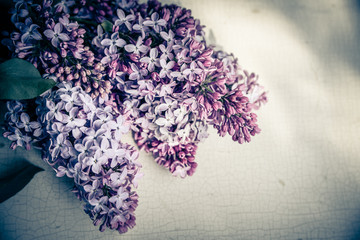 lila Flieder als weicher Blumenhintergrund