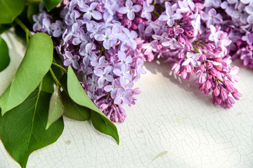 lila Flieder als weicher Blumenhintergrund