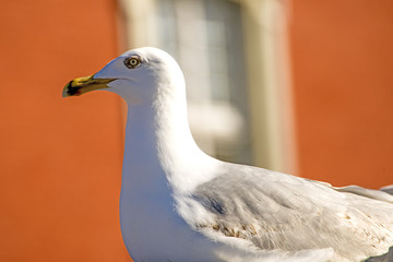 herring gull on a house