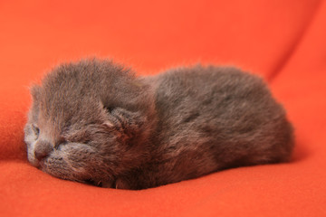newborn british cat