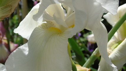 Beautiful iris