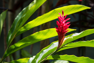 Closeup natural view of green leaf with copy space using as nature background or wallpaper.