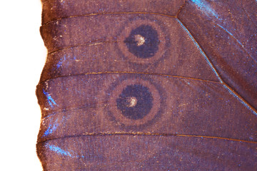 blue butterfly wing texture