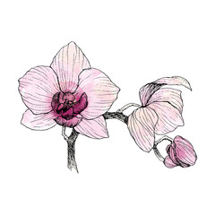 Hand drawn black outline orchid on a white background isolated. Highly detailed illustration with watercolor. Beautiful exotic flower. Cymbidium for your logo, composition, design.