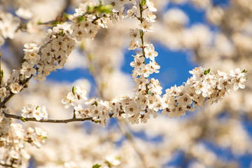 mirabelle blossom on a blue sky