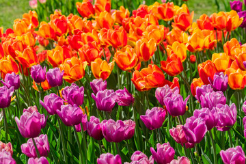 blooming field of pink and orange tulips in the garden, floral background