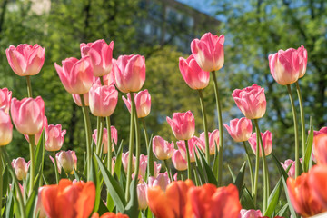 field of bloomng pink tulips bottom view