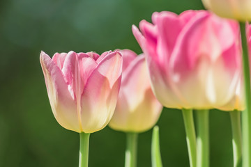 close up of blooming pink tulips in spring garden