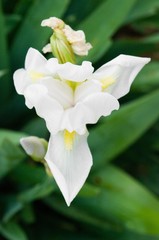 Iris germanica is the accepted name for a species of flowering plants in the family Iridaceae commonly known as the bearded iris or the German iris