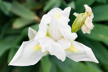Iris germanica is the accepted name for a species of flowering plants in the family Iridaceae commonly known as the bearded iris or the German iris