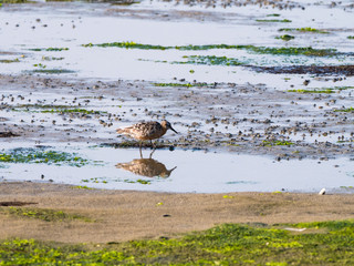Red knot, Calidris canutus, foraging on saltmarsh at Waddensea coast of Schiermonnikoog, Netherlands
