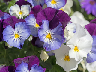 Hornveilchen, Viola cornuta