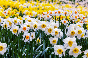 Fototapeta premium Blooming summer field