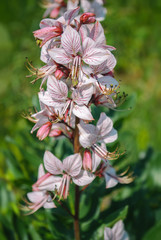 Dictamnus albus flower