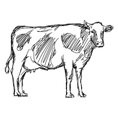 cow vector illustration sketch doodle hand drawn with black lines isolated on white background