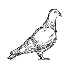pigeon vector illustration sketch doodle hand drawn with black lines isolated on white background
