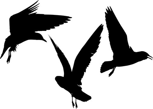 set of three gulls black silhouettes