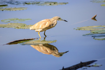Sgarza ciuffetto (Ardeola ralloides) 