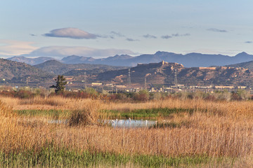 Fototapeta na wymiar Natural landscape of a small wetland