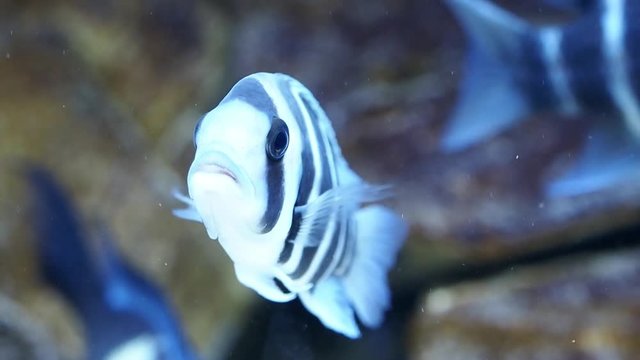 Beautiful fish cyphotilapia frontosa. Tropical fish.