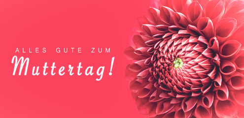 Alles Gute zum Muttertag! (text in German: Happy Mothers's Day!) and pink dahlia flower details macro photo as border frame with wide banner background and message text.