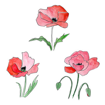 Floral set. Red poppies. Decorative floral elements. Watercolor red flowers.