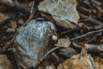 brown spider with egg sack on the ground of a forest, on top of a stone