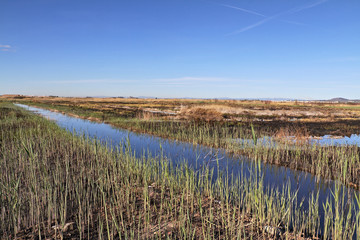 Natural landscape of a small wetland