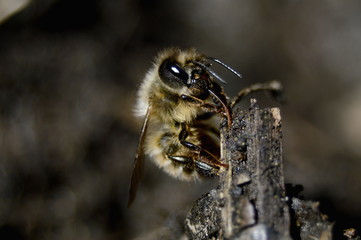 лесной шмель