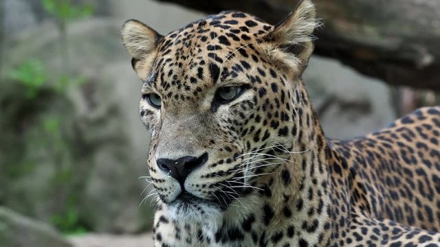 Ceylon leopard, Panthera pardus kotiya beautiful animal and his portrait.
