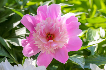 Beautiful pink peony flower 1