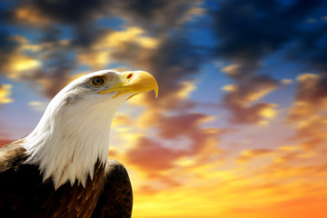 Portrait of a Bald Eagle (Haliaeetus Leucocephalus) with sunset sky at the background.