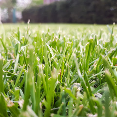 fresh green grass background