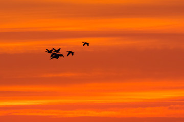 fly geese in the morning sky