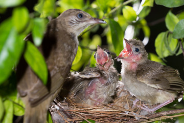 Hungry baby birds streak-eared bulbul or pycnonotus conradi in forest nature