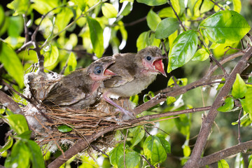 Hungry baby birds streak-eared bulbul or pycnonotus conradi in forest nature