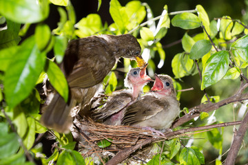 Hungry baby birds streak-eared bulbul or pycnonotus conradi in forest nature