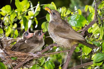 Hungry baby birds streak-eared bulbul or pycnonotus conradi in forest nature