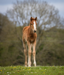 Cute baby foal standing in a grass meadow