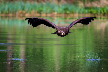 Sea eagle (Haliaeetus albicilla)	