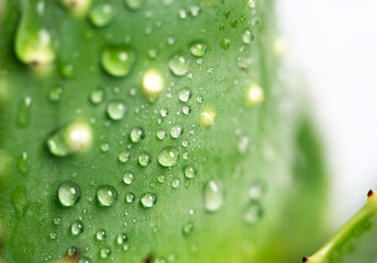 Aloe with drops of water, close-up.