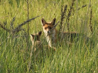 Eine F&auml;he mit ihrem Welpen im hohem Gras